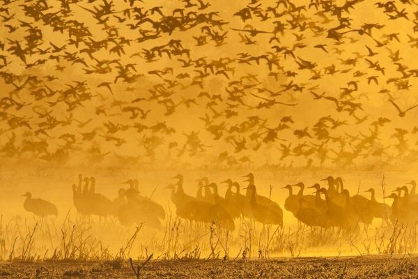 New Mexico Sandhill cranes and snow geese in fog